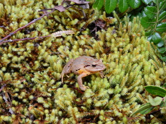 Pristimantis permixtus