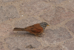 Emberiza sahari