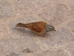 Emberiza sahari