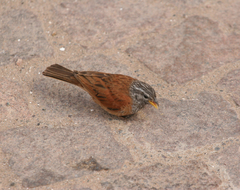 Emberiza sahari