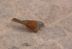 Emberiza sahari
