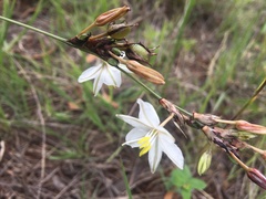 Chlorophytum fasciculatum