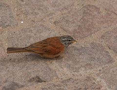 Emberiza sahari