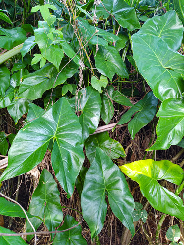 Montrichardia arborescens