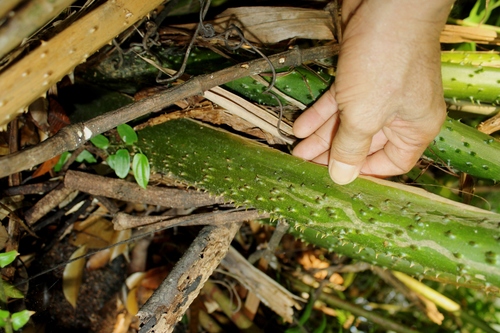 Montrichardia arborescens