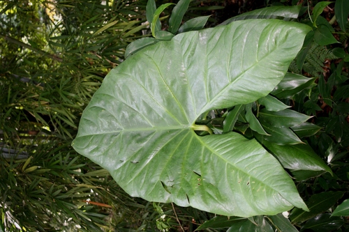 Montrichardia arborescens
