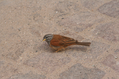 Emberiza sahari