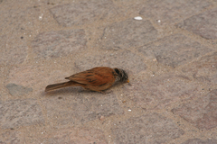 Emberiza sahari
