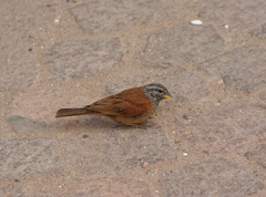 Emberiza sahari