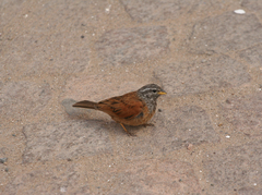 Emberiza sahari