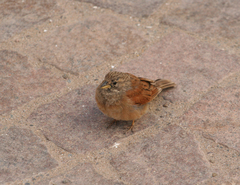 Emberiza sahari