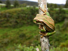 Gastrotheca dunni