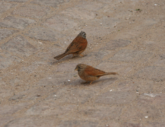 Emberiza sahari