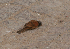 Emberiza sahari