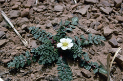 Hypseocharis pimpinellifolia