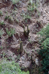Trichocereus schickendantzii