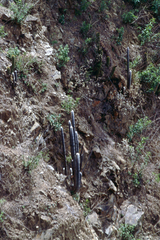 Cleistocactus strausii