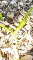 Crinum × amabile
