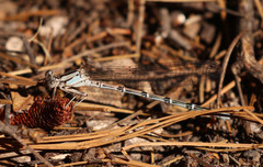 Argia tonto