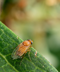 Apocephalus