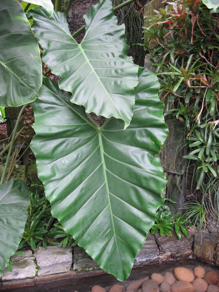 Tree philodendron