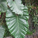 Thaumatophyllum speciosum - Photo Chhe, no known copyright restrictions (public domain)