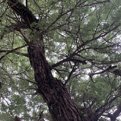 Vachellia luederitzii luederitzii