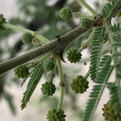 Vachellia luederitzii luederitzii