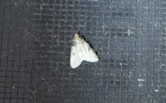 Aglossa costiferalis