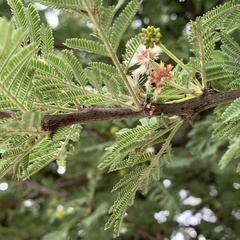 Vachellia luederitzii luederitzii