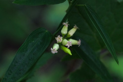 Vincetoxicum microcentrum