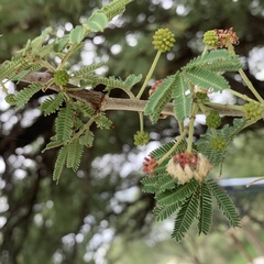 Vachellia luederitzii luederitzii