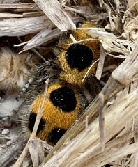 Dasymutilla cressoni