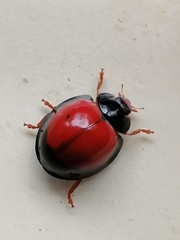Anisolemnia planipennis