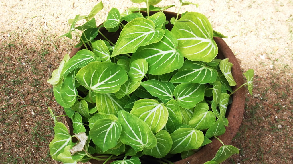 Caladium