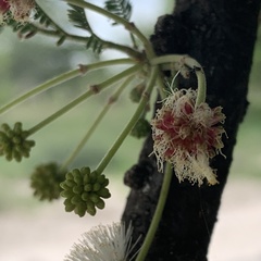 Vachellia luederitzii luederitzii