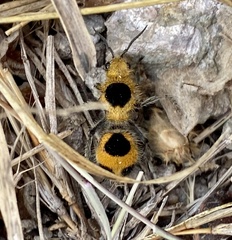 Dasymutilla cressoni