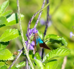 Astraptes habana