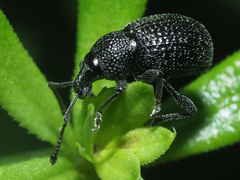 Otiorhynchus pinastri