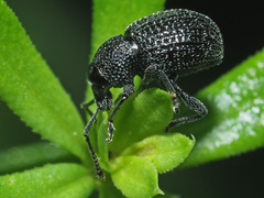 Otiorhynchus pinastri