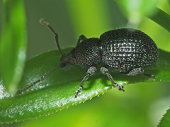 Otiorhynchus pinastri