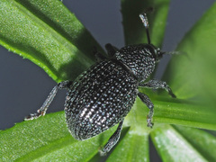 Otiorhynchus pinastri