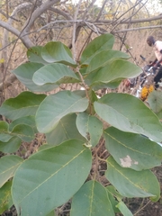 Annona senegalensis
