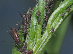 Uroleucon jaceae