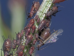 Uroleucon jaceae