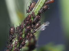 Uroleucon jaceae
