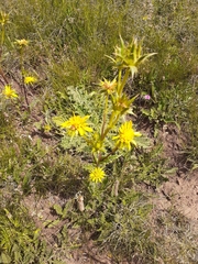 Berkheya buphthalmoides