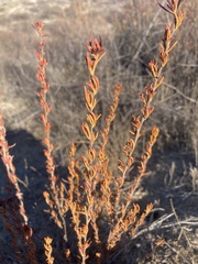 Eriogonum fasciculatum