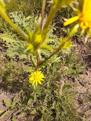 Berkheya buphthalmoides