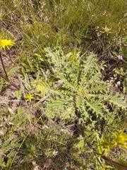 Berkheya buphthalmoides